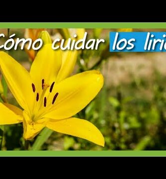 Clases de lirio: aprende a cultivar y cuidar estas hermosas flores