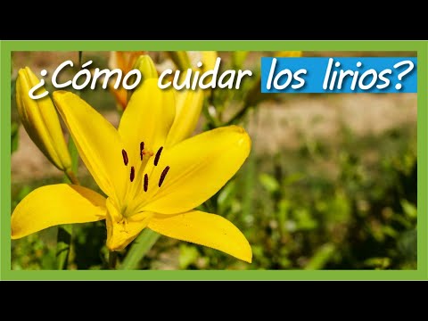 Clases de lirio: aprende a cultivar y cuidar estas hermosas flores