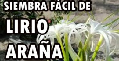 Lirio de araña: la planta perfecta para tu jardín