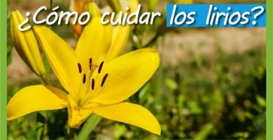 Lirio de Tigre: Belleza exótica en tu jardín