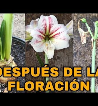 Diferencia entre lirio y azucena: ¿Cuál es la flor que buscas?
