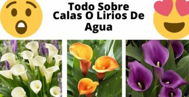 Lirio de agua azul: belleza acuática en tu jardín