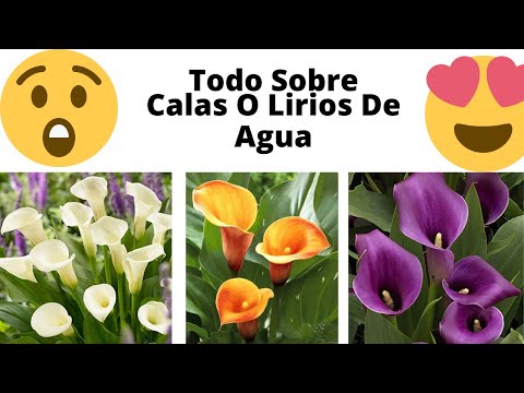 Lirio de agua azul: belleza acuática en tu jardín