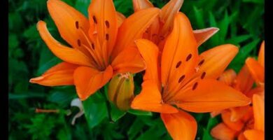 Bulbos de lirio: la guía completa para cultivar estas hermosas flores