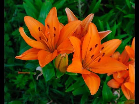 Bulbos de lirio: la guía completa para cultivar estas hermosas flores