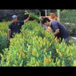 Lirio del Perú: Todo lo que debes saber sobre esta hermosa flor