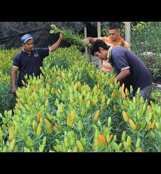 Lirio del Perú: Todo lo que debes saber sobre esta hermosa flor