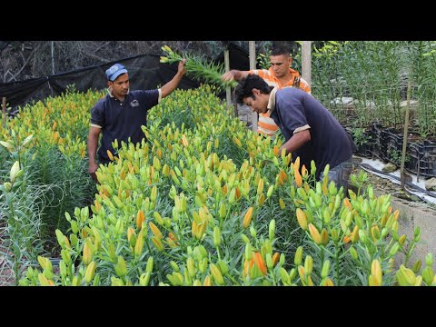 Lirio del Perú: Todo lo que debes saber sobre esta hermosa flor