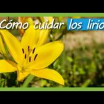 Lirio Común: Todo lo que debes saber sobre esta hermosa flor