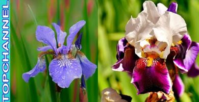 Lirio del Nilo: Belleza y elegancia en tu jardín