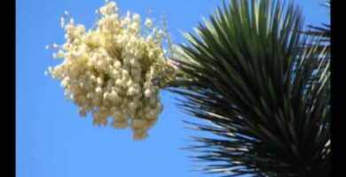 Lirio del Perú: Belleza y significado de la flor nacional