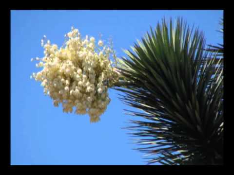 Lirio del Perú: Belleza y significado de la flor nacional