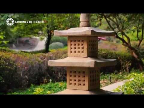 Lirio Japonés: Belleza y Elegancia en tu Jardín