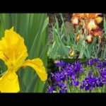 Iris Lirio: Descubre la Belleza de esta Flor Exótica