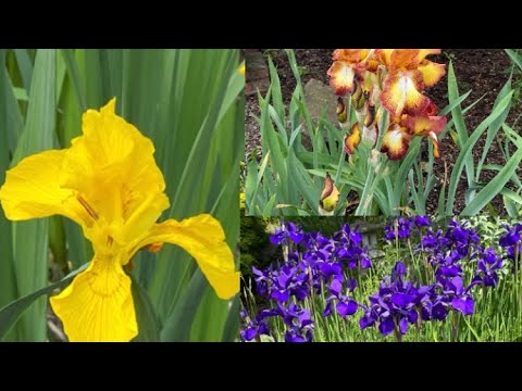 Iris Lirio: Descubre la Belleza de esta Flor Exótica