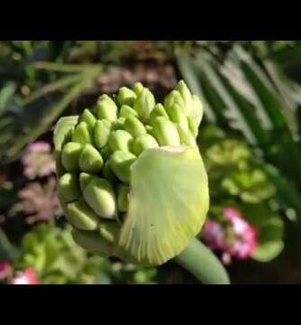 Lirio Africano: La Flor del Amor en su versión Tuberosa Azul