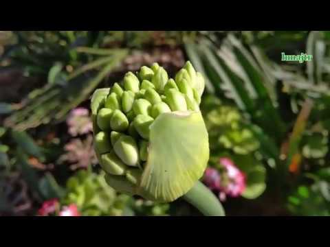 Lirio Africano: La Flor del Amor en su versión Tuberosa Azul