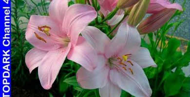 Descubre la belleza de la flor del lirio: colores, significado y cuidados